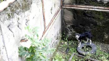 В Биробиджане спасатели вытащили собаку из четырехметровой ямы