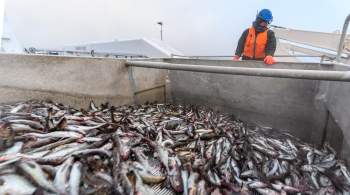 Япония и Россия договорились по квотам на вылов рыбы в 200-мильной зоне 