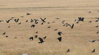 Названа причина массовой гибели птиц в новосибирском селе