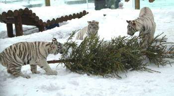 Московский зоопарк объявил о начале новогодней акции