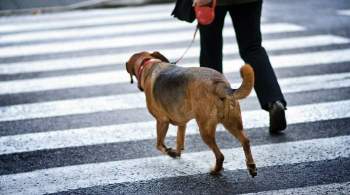 В одном из российских городов намерены ввести лимит на собак