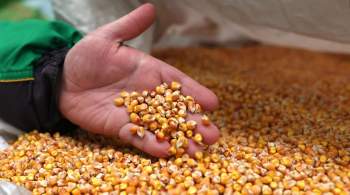 Сухогруз с украинской кукурузой прибыл в Турцию