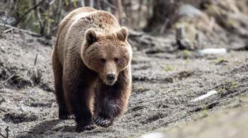 В Якутии медведя-шатуна заметили на свалке в поселке Усть-Нера 