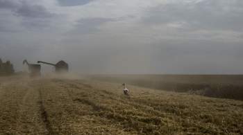 Польша, Словакия и Венгрия вводят запрет на ввоз украинского зерна 