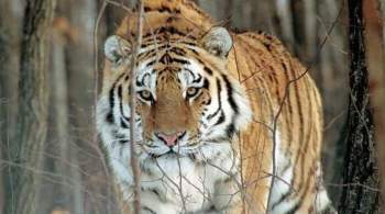 В Приморье возбудили уголовные дела после обнаружения останков тигров