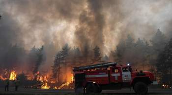 Правительство представит проекты мер по сокращению площади лесных пожаров