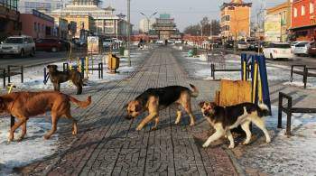 Изменения в закон об отлове бродячих собак назрели, заявил глава Томска