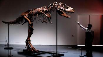 Sotheby’s выставил на торги редкий скелет динозавра