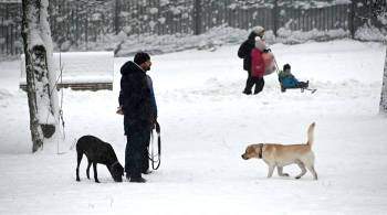Сервису по поиску животных в Москве удалось вернуть 168 питомцев за год
