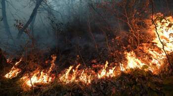 На северо-востоке Каталонии загорелся природный парк