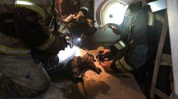 Волгоградские пожарные спасли кошку из горящей квартиры 