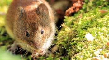 Ученые научились предсказывать очаги распространения  мышиной лихорадки 