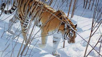 В Приморье сотрудник ИВС насмерть сбил амурского тигра