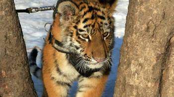 В Приморье спасают травмированного амурского тигренка