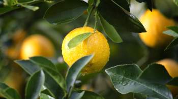 Посетители ботанического сада в Заполярье оборвали плоды с лимона 