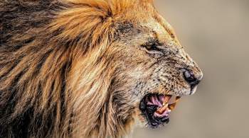 В Приморье возбудили дело после нападения льва на посетительницу зоопарка