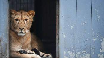 Суд решил конфисковать живую львицу, изъятую на фотосессии в Петербурге