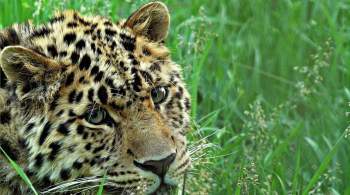 Иванов рассказал о популяции дальневосточного леопарда