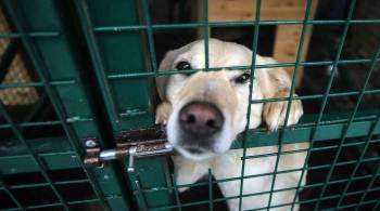В Череповце запустят сайт по подбору идеального животного из приюта