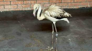 Найденного в Якутии розового фламинго отправили в Красноярский зоопарк
