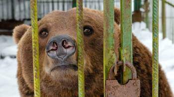 В Ташкенте завели дело на женщину, бросившую девочку в вольер к медведю
