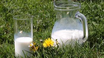 На Кубани производство молока выросло на 8% и превысило 1 миллион тонн 