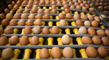 Правительство утвердило беспошлинный импорт яиц 