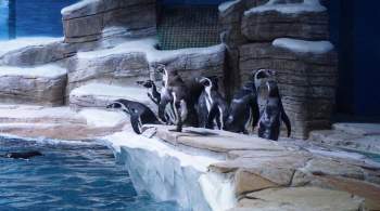 Во Владивостоке родились пингвинята Гумбольдта 