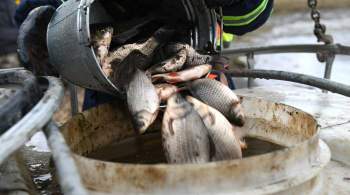 В Ростовской области выявили массовую гибель рыбы в водохранилище