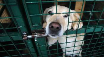 В Рязани неизвестные выпустили безнадзорных собак из приюта