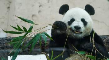 В мадридском зоопарке родились панды-близнецы