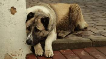 Магаданские власти опровергли сообщения о  разрешении  на убийство собак 