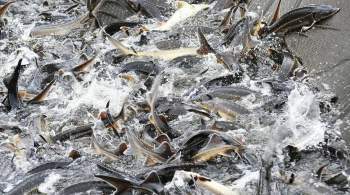 В Подмосковье остановили незаконную переработку краснокнижной рыбы