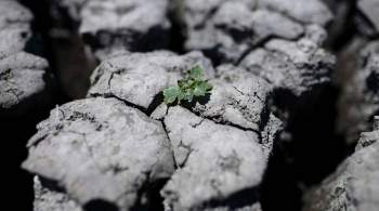 Ученый предупредил о приближении разрушительной засухи