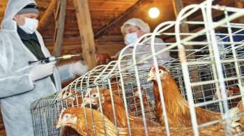 В одном из районов Башкирии ввели режим ЧС из-за птичьего гриппа
