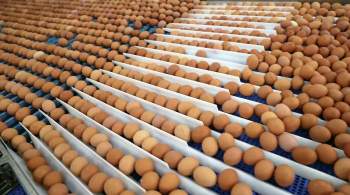 Россельхознадзор опроверг данные о дефиците яиц в России