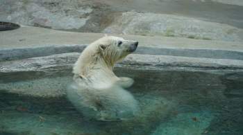Животные в Московском зоопарке открыли купальный сезон
