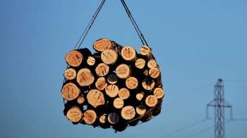 ГП сообщила о снижении на треть объема нелегальных заготовок древесины