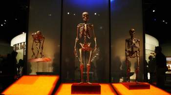 Музей в Нью-Йорке уберет останки людей со всеобщего обозрения 