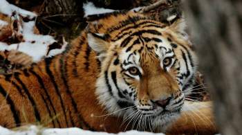 В Хабаровском крае тигр убил человека