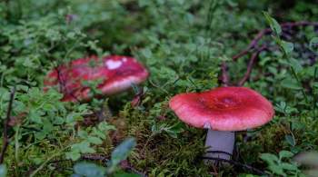 Минприроды разъяснило, какие грибы могут собирать россияне