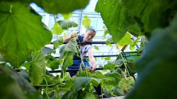 С начала года в ставропольских теплицах вырастили 33 тысячи тонн овощей