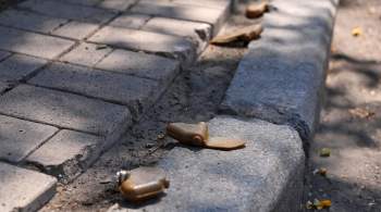 В ДНР от противопехотных мин  Лепесток  пострадали 58 человек