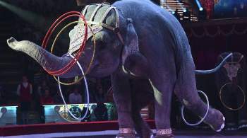 В Сочи открыли пансионат для цирковых слонов