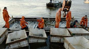 Российские рыбаки в 2023 году добыли более пяти миллионов тонн рыбы 