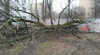 Москвичей призвали не ставить машины под деревьями из-за непогоды вечером