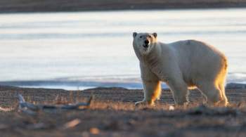 В России создали базу данных по конфликтам белых медведей с людьми