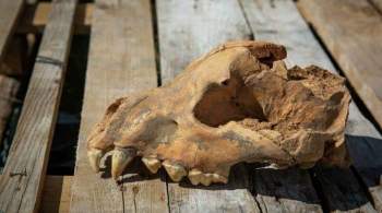 В пещере  Таврида  в Крыму нашли череп гигантской ископаемой гиены