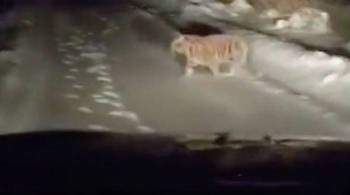 В Подмосковье ищут заплутавшего тигренка