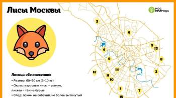 В Мосприроде создали карту обитания лис в Москве 